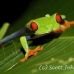 frog_tree_redeyed_tar_h_0618_cos0948.jpg